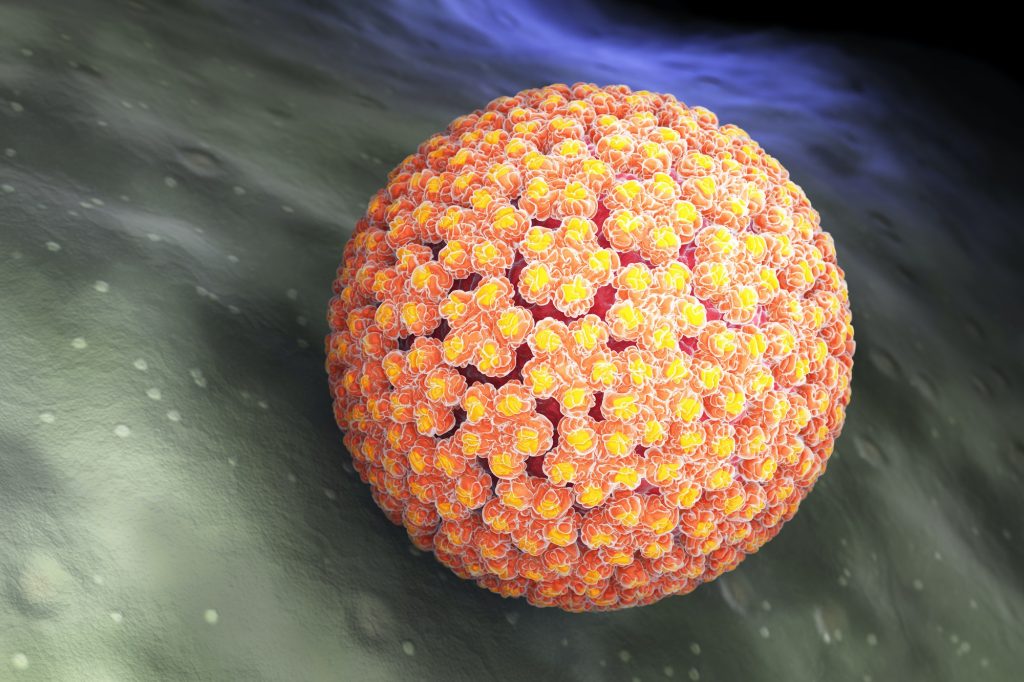 Papilloma Virus. HPV